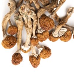 Dried Magic Mushroom