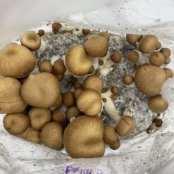 3 Amigos Ultimate All-In-One Magic Mushroom Grow Kit